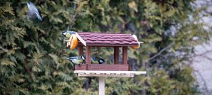 Bird Table