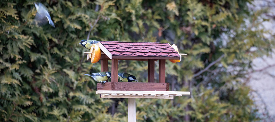Bird Table