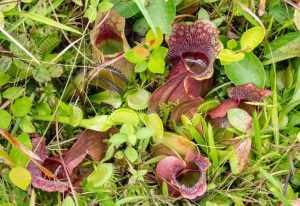 The World of Carnivorous Plants: Growing and Care Tips