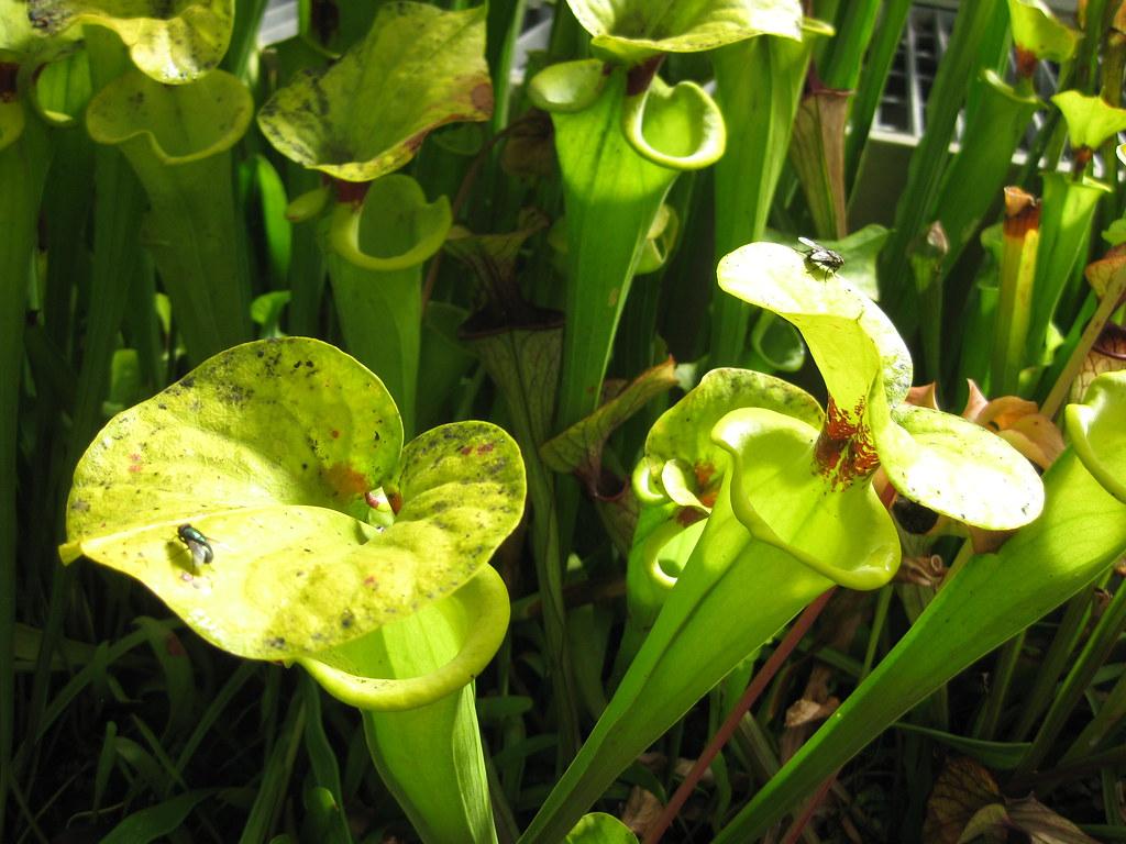 Feeding Carnivorous ‌Plants: Best ⁣Practices and Suitable Prey