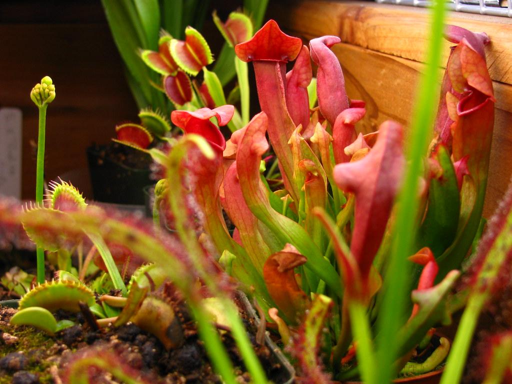 Types of‍ Carnivorous Plants: Understanding the Different Varieties