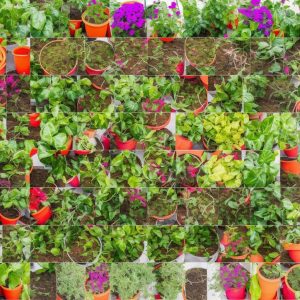 A Guide to Starting Your Own Herb Garden