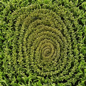 A Guide to Starting Your Own Herb Spiral