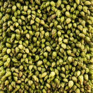 Growing Hops at Home: A Guide for Beer Enthusiasts