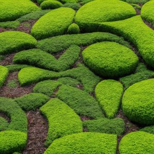 Incorporating Moss into Your Garden Design: Beauty and Benefits