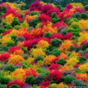 Creating a Colorful Fall Garden: Plants and Flowers to Consider