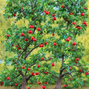 A Beginner’s Guide to Pruning Fruit Trees
