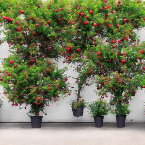Growing Fruit Trees in Containers: Tips and Varieties