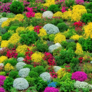 Understanding Garden Zones: Choosing Plants for Your Climate