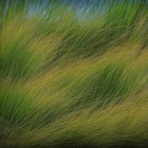 The Beauty of Ornamental Grasses in the Garden