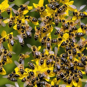 The Role of Bees in the Garden: Pollination and Beyond