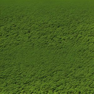 Understanding Fertilizers: NPK and Beyond