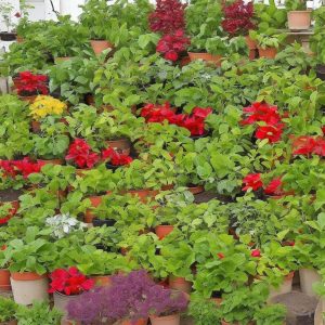 10 Easy-to-Grow Medicinal Herbs for Your Garden